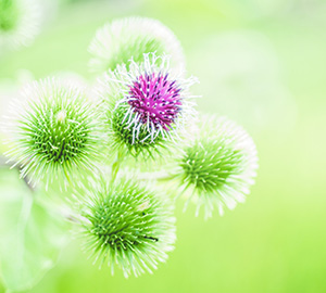 Blessed Thistle