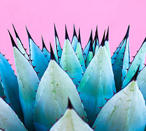 Agave Inulin