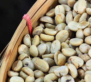 Green Coffee Bean Extract