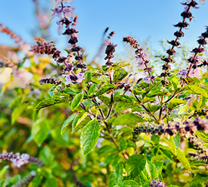 Holy Basil
